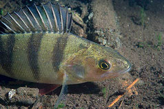 Flussbarsch, Perca fluviatilis