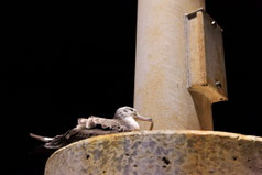 もっと知りたい！オオミズナギドリのこと - 御蔵島の