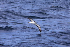 オオミズナギドリの剥製 オオミズナギドリの剥製 オオミズナギドリ 剝製標本 Calonectris