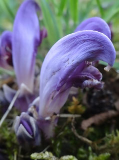 Lathraea clandestina, M.-C. (photo ugo)