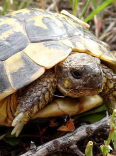 Tortue d'Hermann, Roquebrune (photo Ugo)