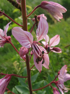 Dictamnus albus, Alsace (photo Ugo)