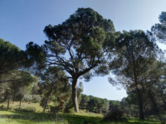 Pinar de Cadalso de los Vidrios. Madrid.