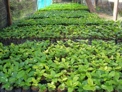 Donated coffee seedling (nurtured at Chiang Mai University)