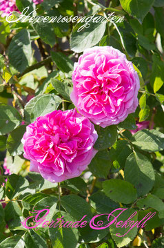 Rosen Hexenrosengarten Strauchrose David Austin Englische Rose Gertrude Jekyll