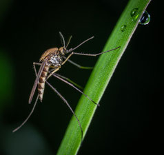 Mücken, Bremsen, Wespen, Schutz vor Insekten,  Schutz beim wandern, wandern