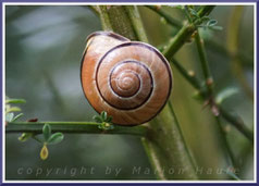 Unbestimmte Schnecke, 20.08.2016, Bullengraben