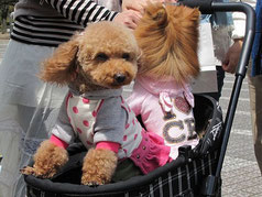 Animali domestici trattati come bambini