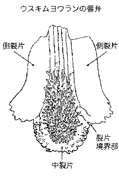 ＃６　唇弁の平面図