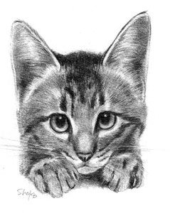 shokoyokota pencil drawing