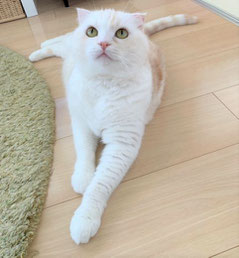 M様宅の飼い猫。スコティッシュフォールドのポコさん