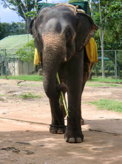 Belangrijk; De Ceylon-olifant heeft geen slagtanden ze zijn dus NIET afgezaagd