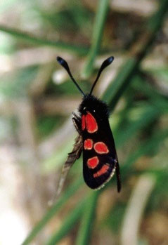 Z. orana tirhboulensis (Moyen Atlas central) 