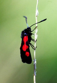 Z. trifolii mideltica (Haut Atlas oriental)  