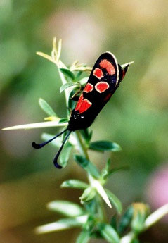 Z. lucasi lucasi (Anti-Atlas oriental)
