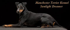 Banner, Manchester Terrier Sunlight Dreamer