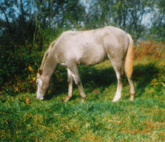 Apollon bébé