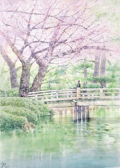 水彩画「みやび桜（金沢・兼六園）」福井良佑  Watercolor by Ryoyu