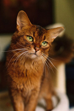 Somali Cattery on Tiptoe