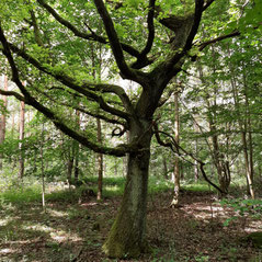 Eine knorrige Eiche im Wald. Ein schöner Platz um Yoga zu üben.