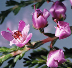 Foto de flor de Bach Heather en estado silvestre