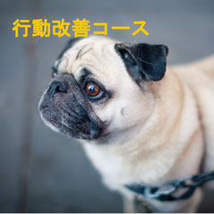 成犬＆成猫向けトレーニングコース