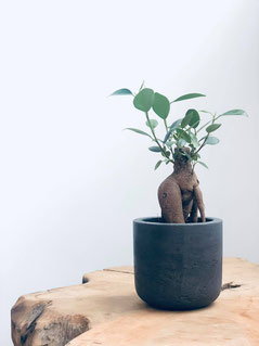 mini ficus ; mini bonzai ; mini bonzai ; plante déco ; home plants ; mini plants ; wood decor