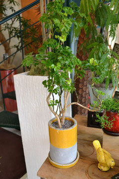 Green | - Leaves of grass / cafe草の葉 Green | - Leaves of grass / cafe草の葉