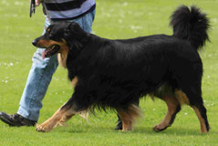 Balto vom Klausbachtal