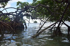 mangrove roots