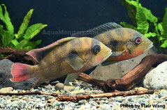 Heterochromis multidens