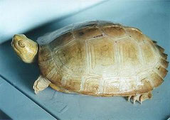 Hieremys annandalii/ Albino temple turtle
