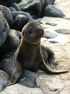 Iles Galapagos,Equateur,otaries,lions de mer,sea lions,nouveau né,bébé,enfants,jeunes,plage,sable,rochers