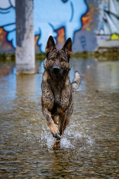 Sophart-Photography - Hundefotoshooting