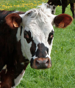 Vache "normande"