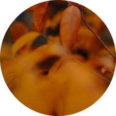  herbstliche Natur – Symbol für Achtsamkeit, Frequenzarbeit und verkörperte Führung