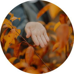Offene Hand zwischen goldenen Herbstblättern – Symbol für Hingabe, Loslassen und den Neubeginn in der Frequenzarbeit von Susanne Kruse