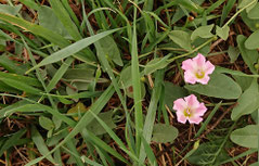 Paarberatung, Coach Essen, Ruhrgebiet, Klatschmohn, Mohnblume, Familienstellen