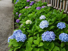 紫陽花の花