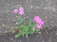 小さな草の花