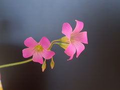 小さな花