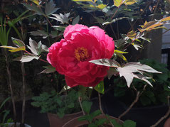 ぼたんの花