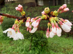 さくら花