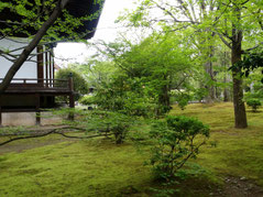寺の庭の苔