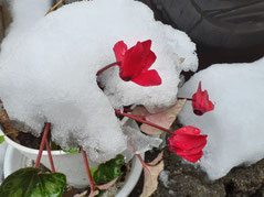 雪と花