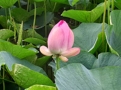 蓮の花