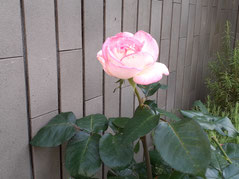 夏の花