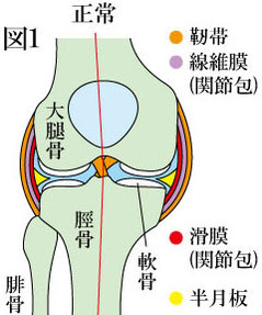 膝関節　正常