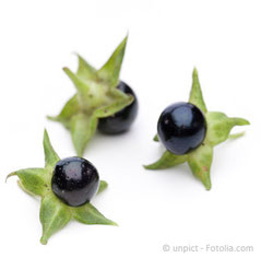 Homöopathie Berlin Belladonna