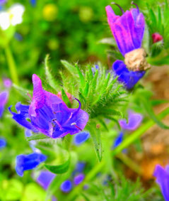 Frühling, Seele, Blumen, Blüten